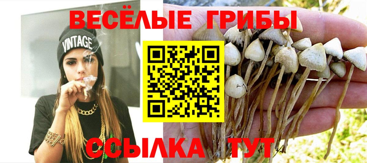 Псилоцибиновые грибы Psilocybe Нововоронеж